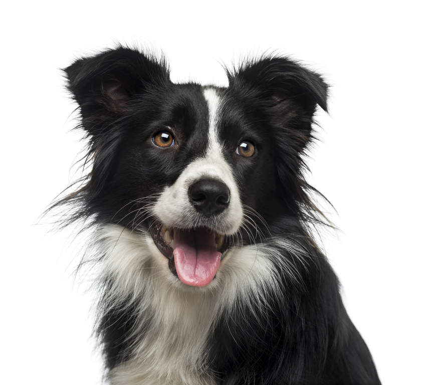 project-collie
